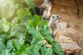 Watchful meerkat standing guard.Thailand. Royalty Free Stock Photo