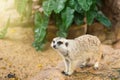 Watchful meerkat standing guard.Thailand. Royalty Free Stock Photo