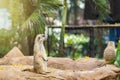 Watchful meerkat standing guard.Thailand. Royalty Free Stock Photo