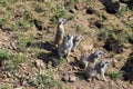 Watchful meerkats family standing guard Royalty Free Stock Photo