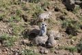 Watchful meerkats family standing guard Royalty Free Stock Photo