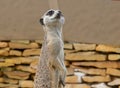 Watchful Meerkats outside. Royalty Free Stock Photo