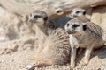 Watchful meerkats in a park