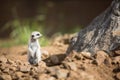 Watchful meerkats standing guard Royalty Free Stock Photo