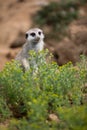 Watchful meerkats standing guard