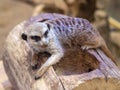 Watchful meerkats standing guard Royalty Free Stock Photo