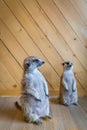 Watchful meerkats standing guard Royalty Free Stock Photo