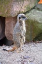 A watchful meerkats Royalty Free Stock Photo