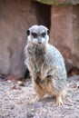 A watchful meerkats Royalty Free Stock Photo