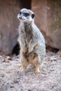 A watchful meerkats Royalty Free Stock Photo