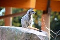 A watchful meerkats Royalty Free Stock Photo