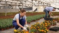 Watchful middle-aged workwoman squatting down observing marigold in flower-pots in glasshouse with large assortment