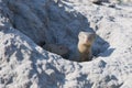 Watchful mongoose, Botswana, Africa Royalty Free Stock Photo