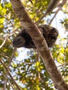 A watchful Monk Saki