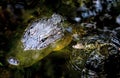 Watchful mother protecting child aligator