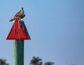 Watchful Osprey Perched on a Triangular Orange Marker in Pine Island Sound Royalty Free Stock Photo