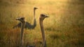 Watchful ostrich looking through long grass, wild in South Africa