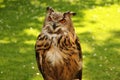 Watchful owl