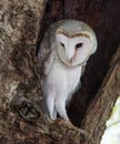 Watchful Owl Royalty Free Stock Photo