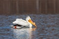 A Watchful Pelican Swims Across a Lake Royalty Free Stock Photo