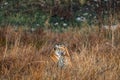 Watchful protective mother tigress with her cub at grassland area of dhikala zone of jim corbett national park or tiger reserve Royalty Free Stock Photo