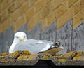 Watchful seagull