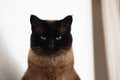 Siamese cat with narrowed eyes and menacing look Royalty Free Stock Photo