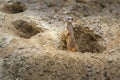 Watchful Slender Tailed Meerkat