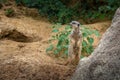 Watchful Slender Tailed Meerkat Royalty Free Stock Photo