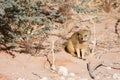 Watchful Southern African weasel Royalty Free Stock Photo