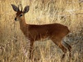 Watchful steenbok