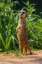 Watchful suricate stands on guard