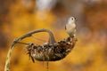 Watchful Tufted Titmouse