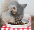 Watchful wary domestic pet cat with multicolored blue and green eyes guards meal meat in feeding bowl before eating Royalty Free Stock Photo