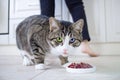 Watchful pet cat with multicolored blue green eyes guards meat Royalty Free Stock Photo