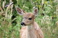 Watchful Whidbey Island Fawn