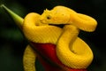 A yellow eyelash pit viper