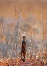 A lonely suricate, guarding the troop. Royalty Free Stock Photo