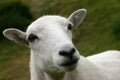 Watchfull ewe Royalty Free Stock Photo