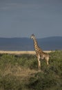 Watchfull Giraffe at Masai Mara