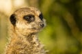 Watchfull meerkat Royalty Free Stock Photo