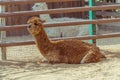 Watching alpaca Royalty Free Stock Photo