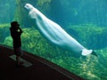 Watching a Beluga