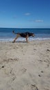 watching dog at the beach