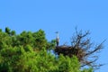 Grey heron in Teich Bird Reserve, France