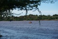 Watching a group of hippopotamus swimming in the Sabaki river close to Malindi Royalty Free Stock Photo