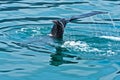 Watching humpback whale just before a dive at Husavik bay area Royalty Free Stock Photo