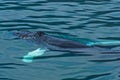 Watching humpback whale just before a dive at Husavik bay area Royalty Free Stock Photo