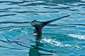 Watching humpback whale just before a dive at Husavik bay area Royalty Free Stock Photo