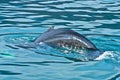 Watching humpback whale just before a dive at Husavik bay area Royalty Free Stock Photo